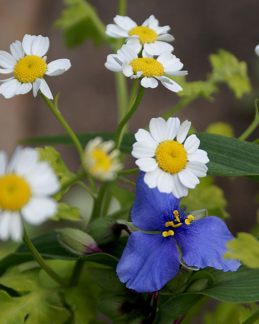 Tanacetum Parthenium